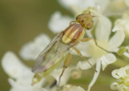 Réf. 187 537 : Meromyza sp.